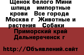 Щенок белого Мини шпица , импортные крови - Все города, Москва г. Животные и растения » Собаки   . Приморский край,Дальнереченск г.